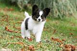 EPAGNEUL PAPILLON 086